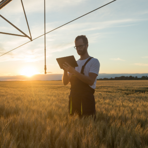 Man with tablet in grain field